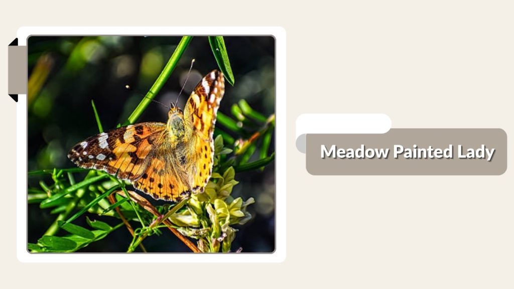 Meadow Painted Lady
