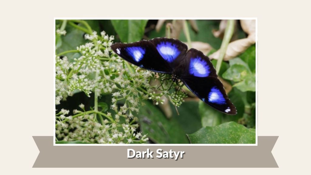  Dark Satyr