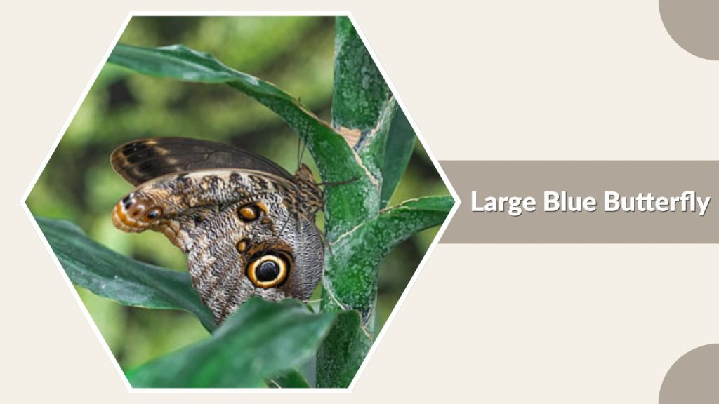 Large Blue Butterfly