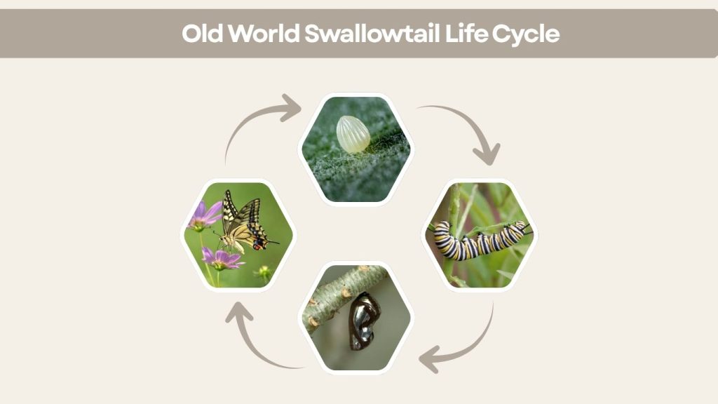 Old World Swallowtail Life Cycle