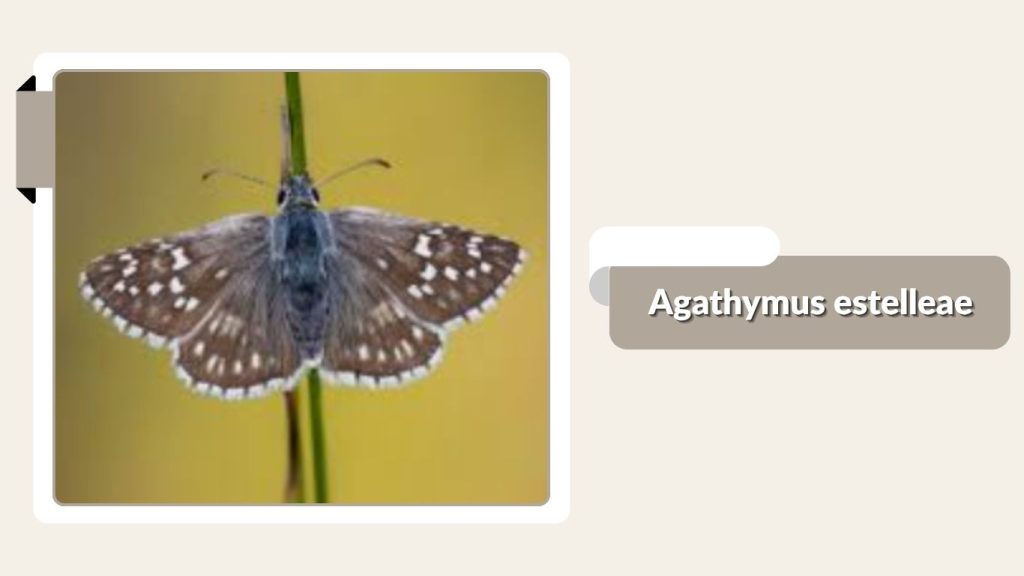 Agathymus estelleae
