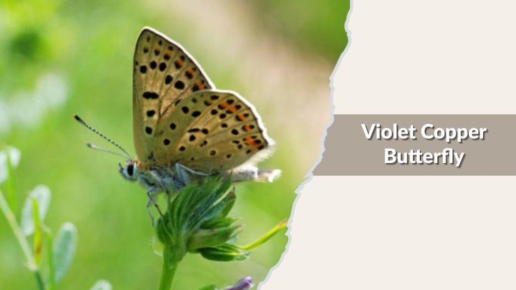 Violet Copper Butterfly