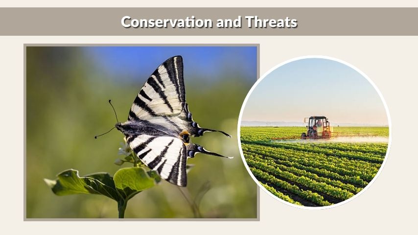 Conservation and Threats