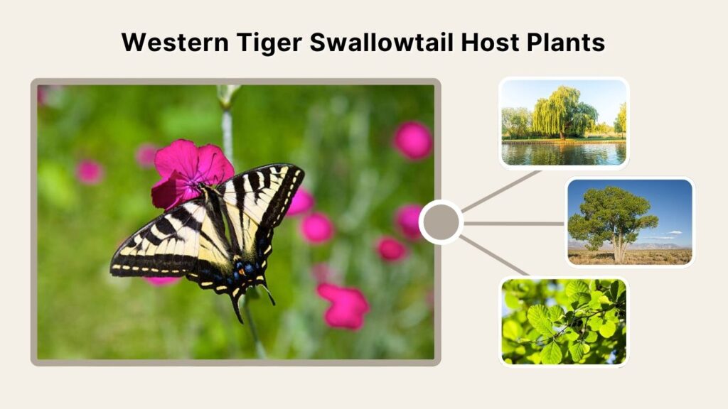 Western Tiger Swallowtail Host Plants