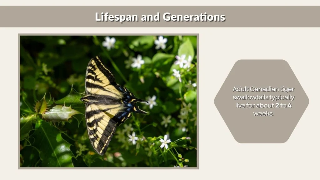 Lifespan and Generations