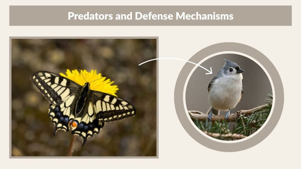 Predators and Defense Mechanisms