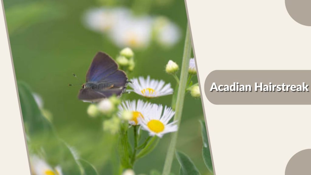 Acadian Hairstreak