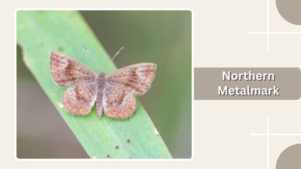 Northern Metalmark