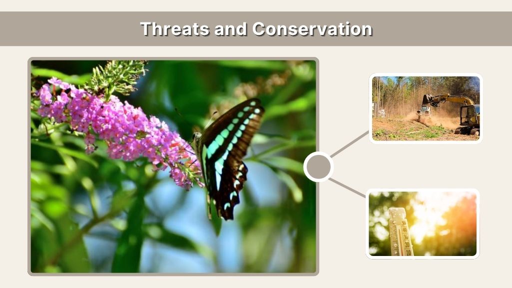 Threats and Conservation