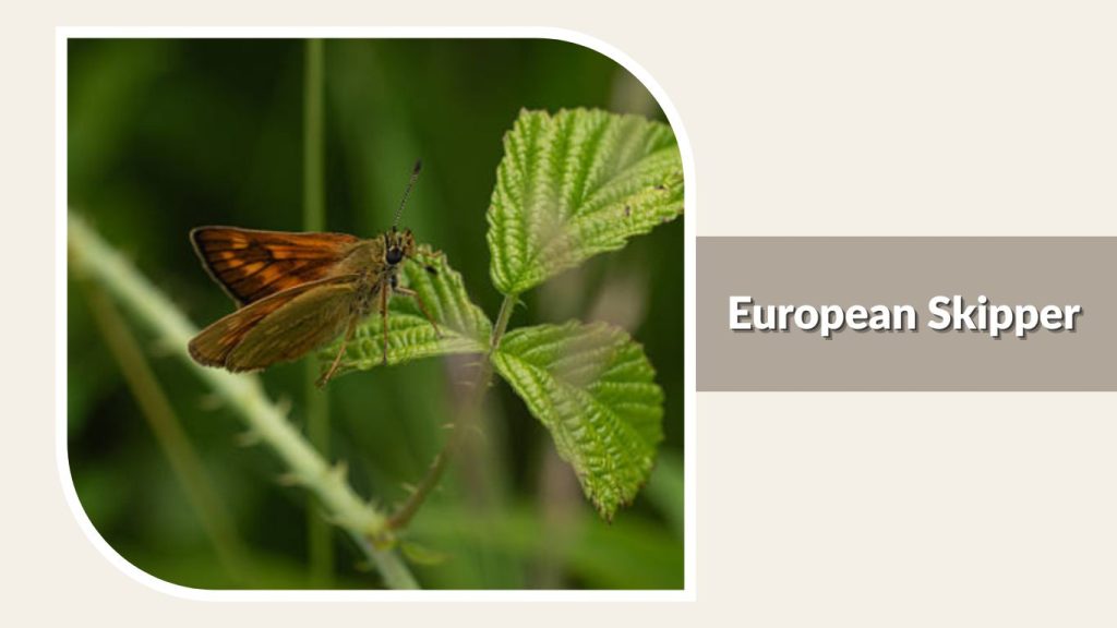 European Skipper