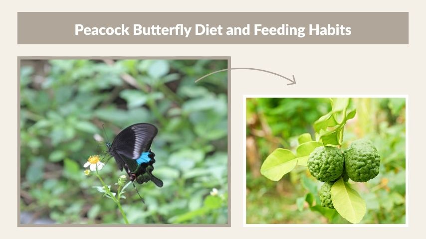 Peacock Butterfly Diet and Feeding Habits