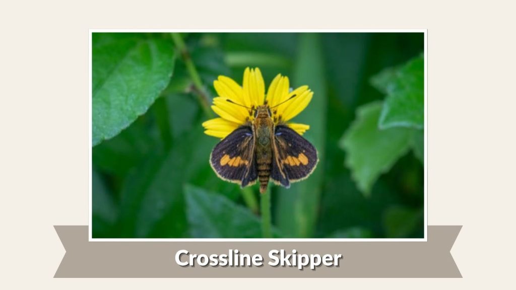 Crossline Skipper