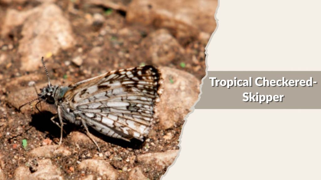 Tropical Checkered-Skipper