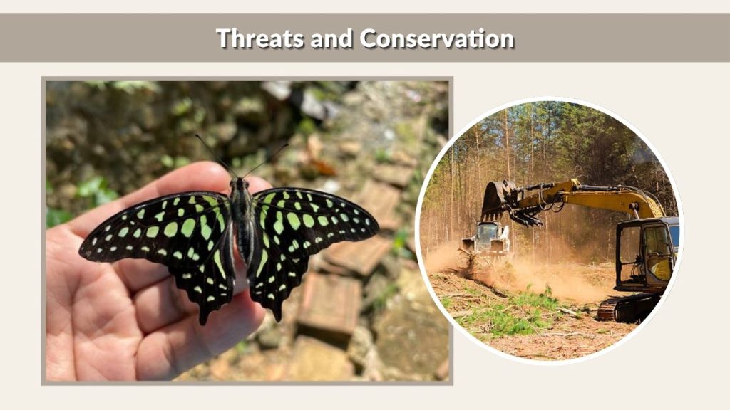 Threats and Conservation