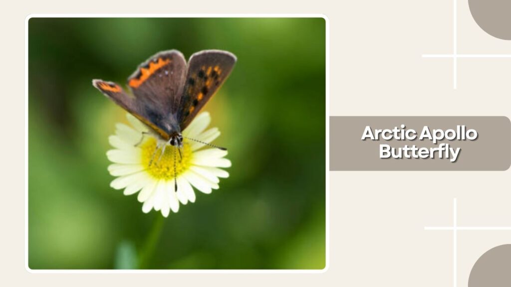 Arctic Apollo Butterfly