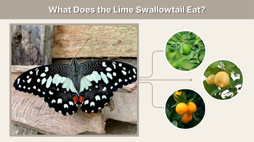 What Does the Lime Swallowtail Eat?