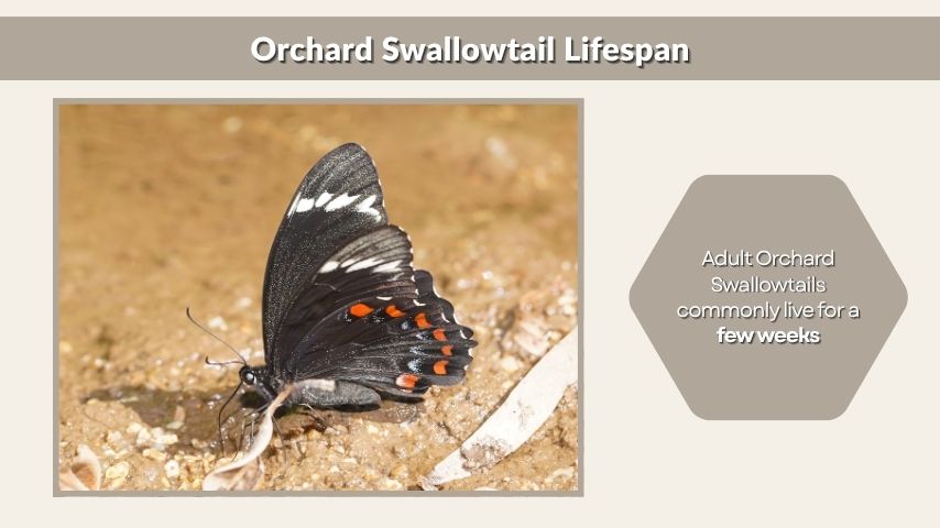 Orchard Swallowtail Lifespan