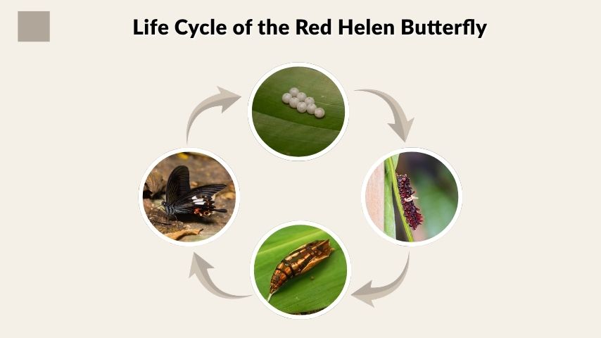 Life Cycle of the Red Helen Butterfly