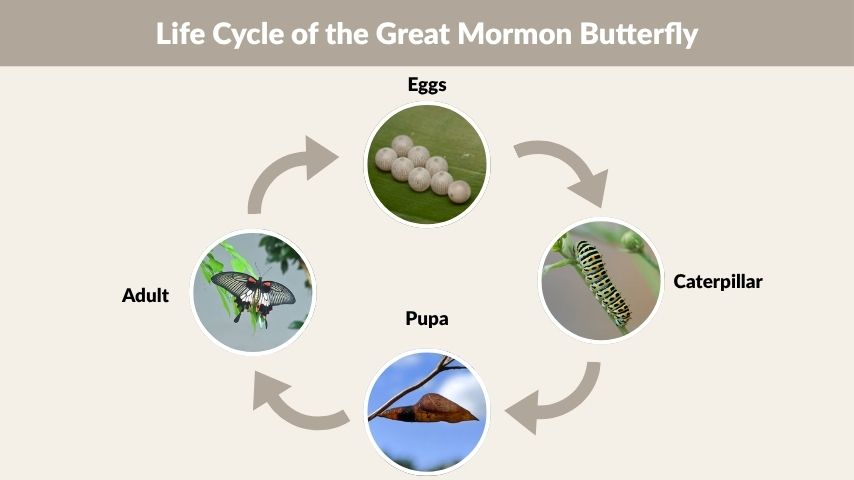 Life Cycle of the Great Mormon Butterfly