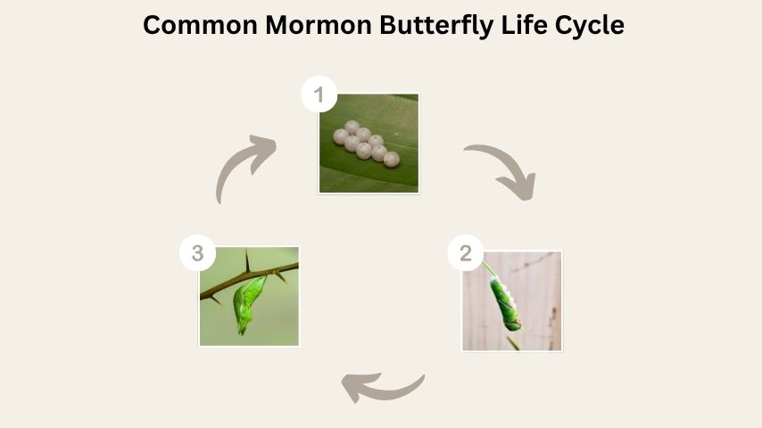 Common Mormon Butterfly Life Cycle
