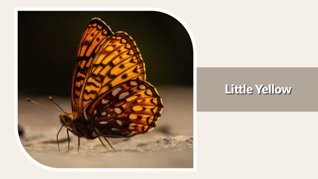 Little Yellow