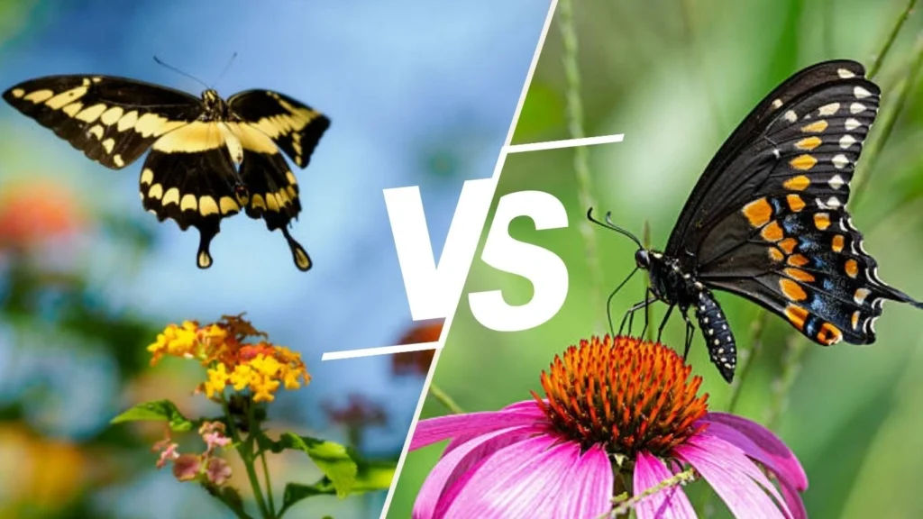 Giant Swallowtail vs Other Swallowtail Butterflies