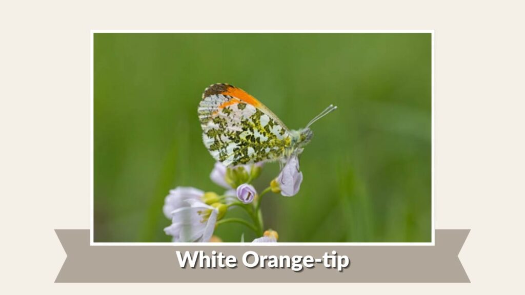 White Orange-tip