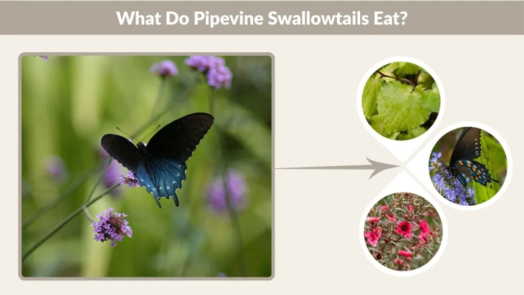 What Do Pipevine Swallowtails Eat?