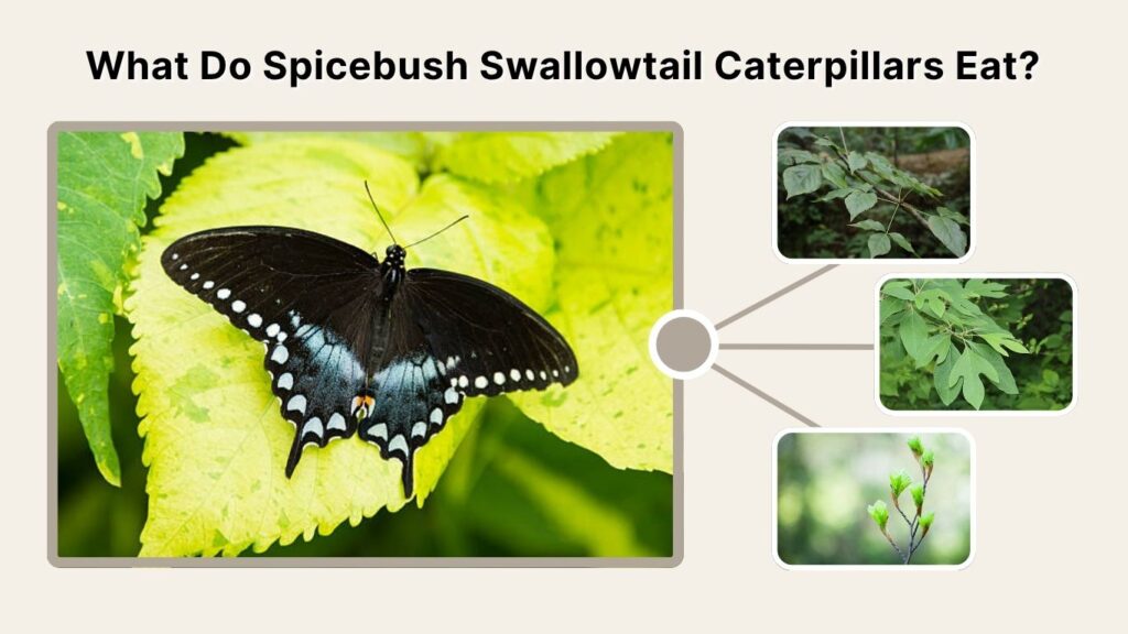 What Do Spicebush Swallowtail Caterpillars Eat?