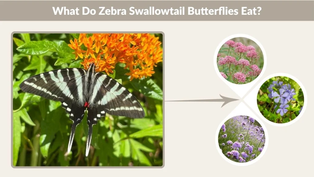 What Do Zebra Swallowtail Butterflies Eat?