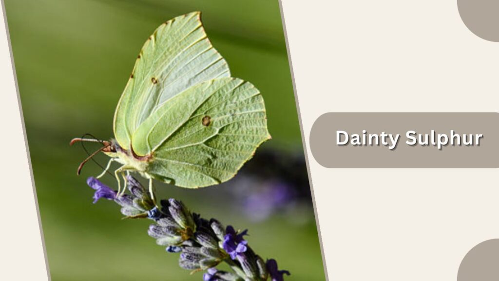 Dainty Sulphur