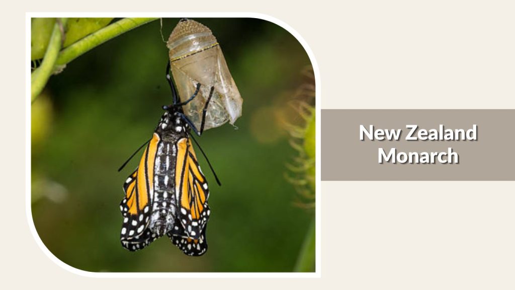New Zealand Monarch