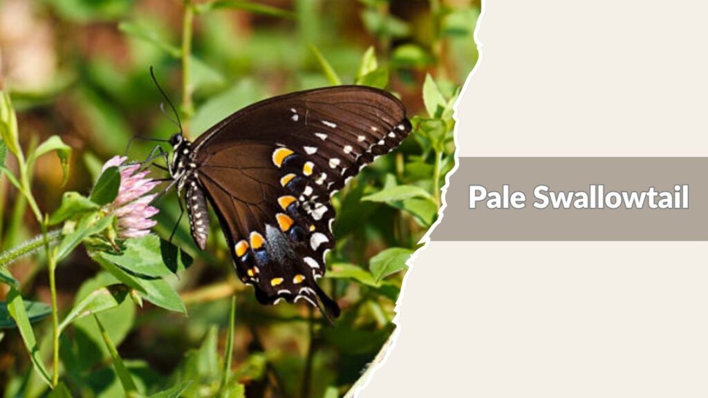 Pale Swallowtail
