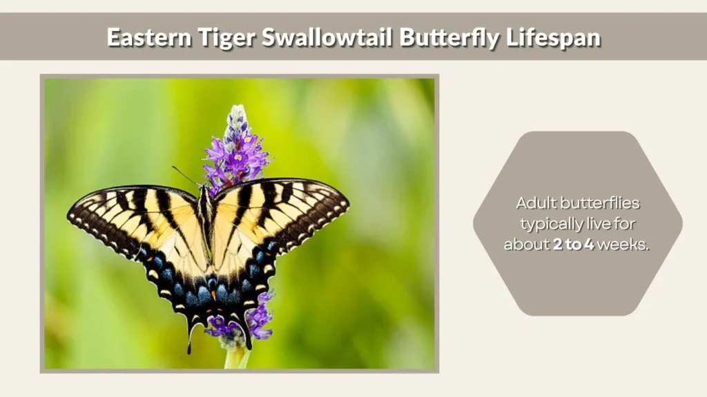 Eastern Tiger Swallowtail Butterfly Lifespan