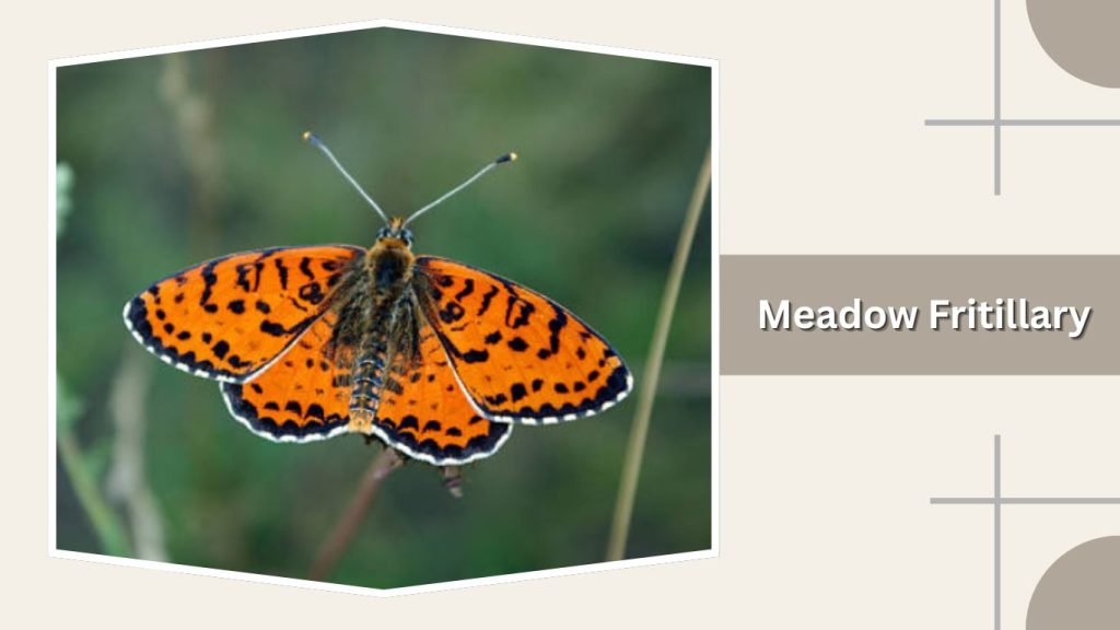  Meadow Fritillary
