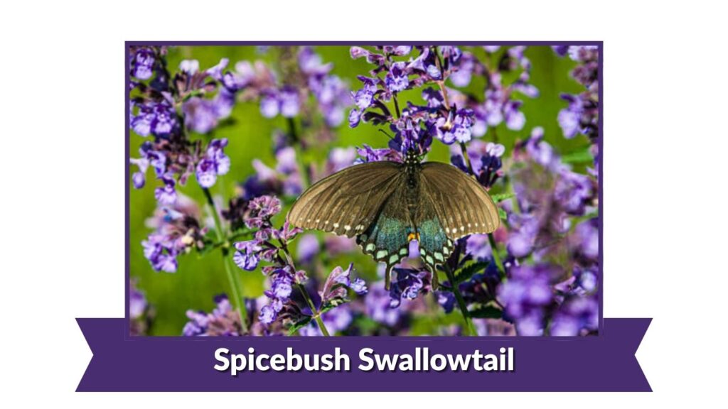 Spicebush Swallowtail