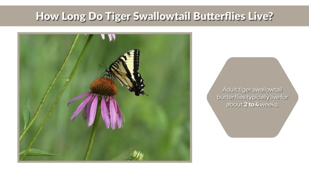 How Long Do Tiger Swallowtail Butterflies Live?