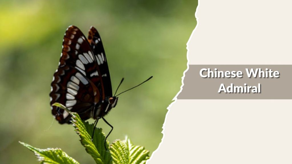 Chinese White Admiral