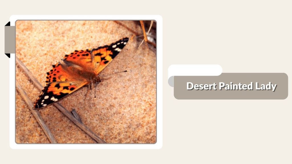 Desert Painted Lady