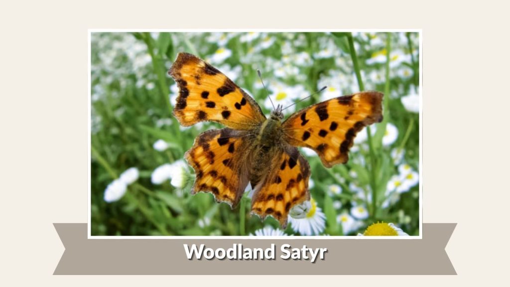 Woodland Satyr