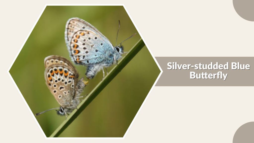 Silver-studded Blue Butterfly