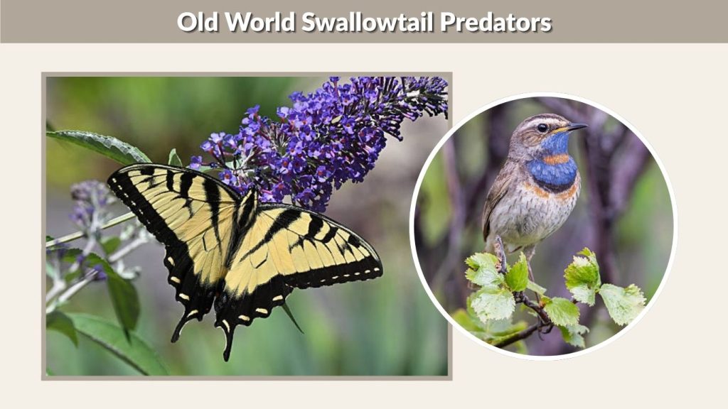 Old World Swallowtail Predators