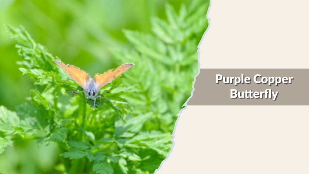 Purple Copper Butterfly