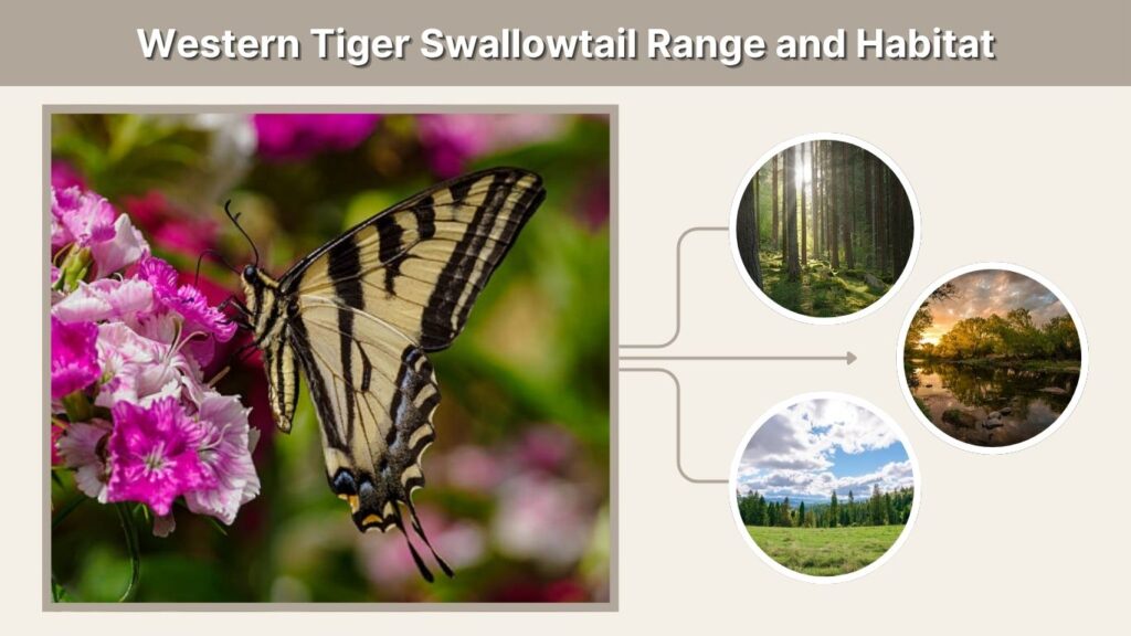 Western Tiger Swallowtail Range and Habitat