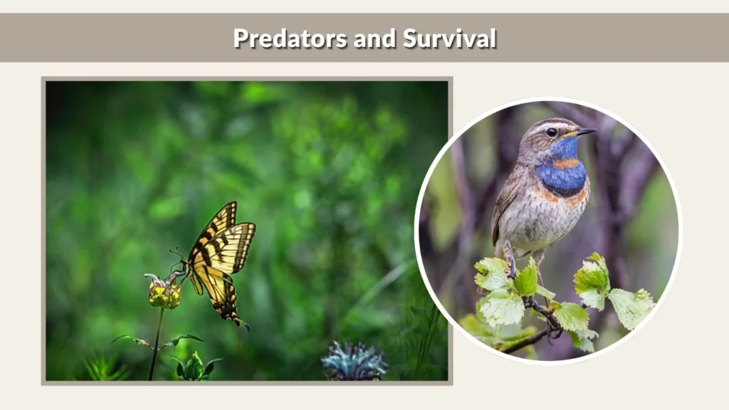 Predators and Survival