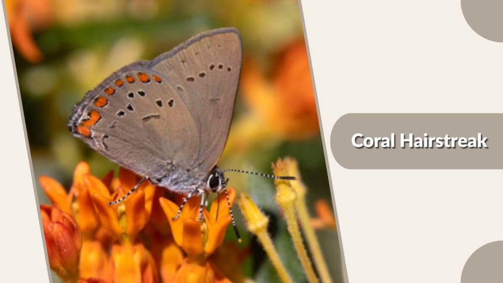 Coral Hairstreak