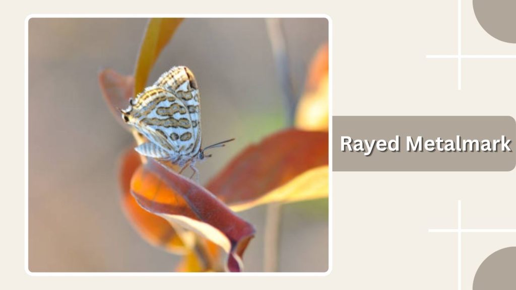 Rayed Metalmark