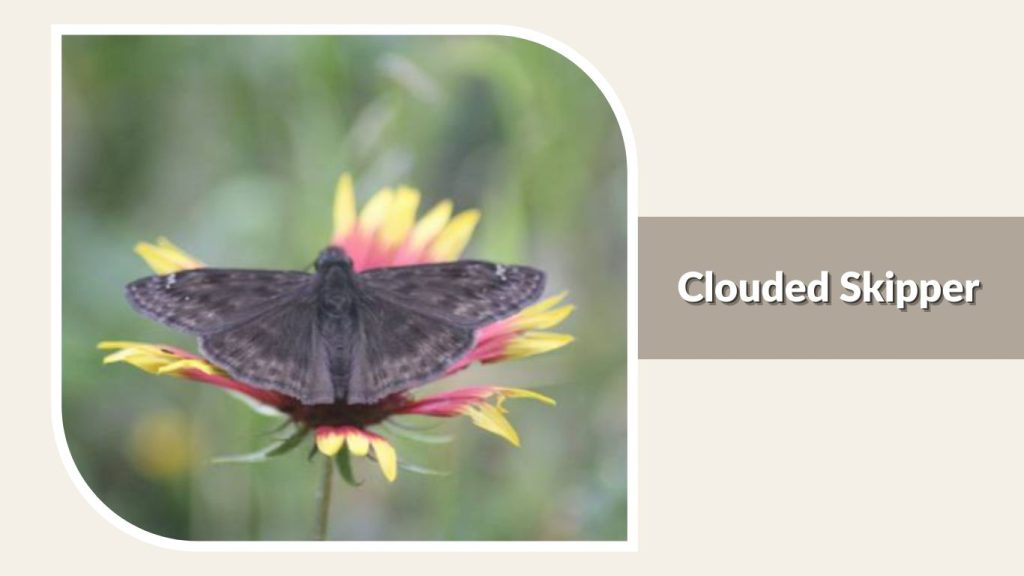 Clouded Skipper