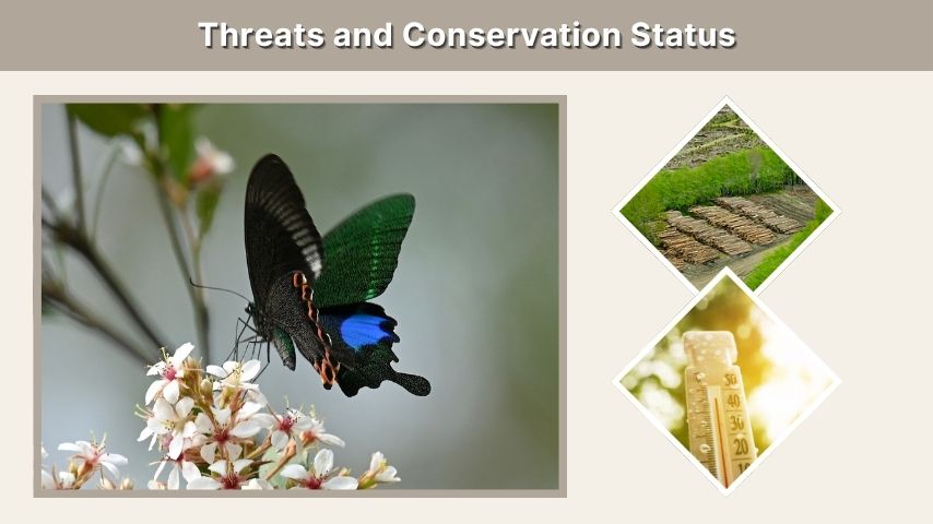 Threats and Conservation Status