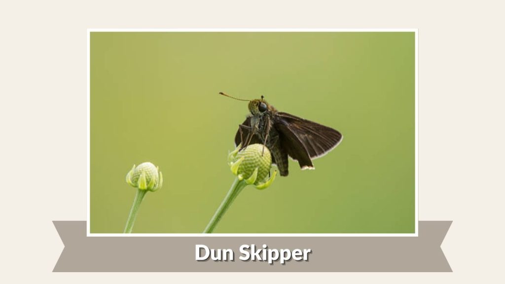 Dun Skipper